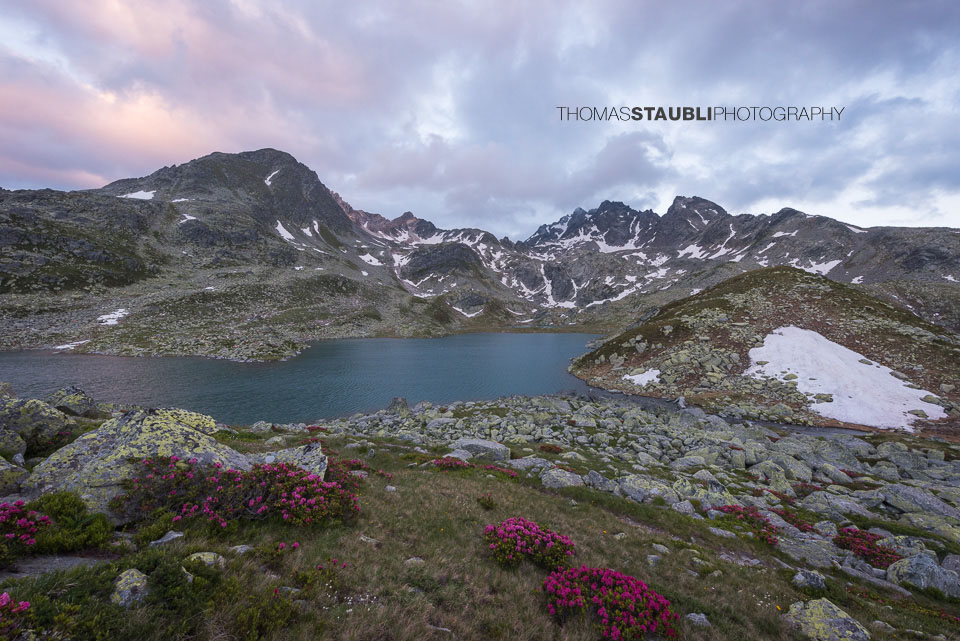 Alpenrosen am Ober Surettasee