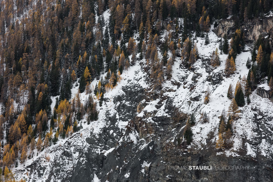 herbstliche Lärchen in verschneiter Felslandschaft