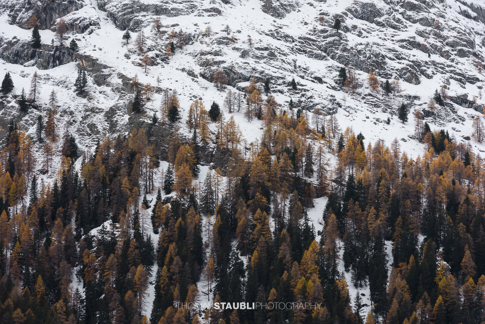 herbstliche Lärchen in verschneiter Felslandschaft