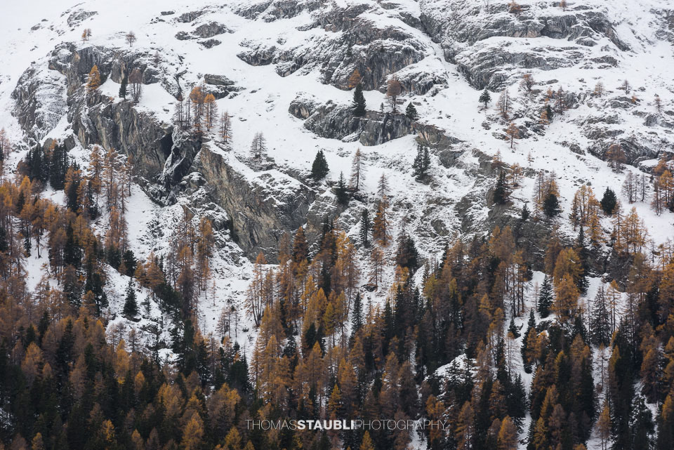 herbstliche Lärchen in verschneiter Felslandschaft