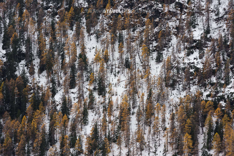 herbstliche Lärchen in verschneiter Felslandschaft