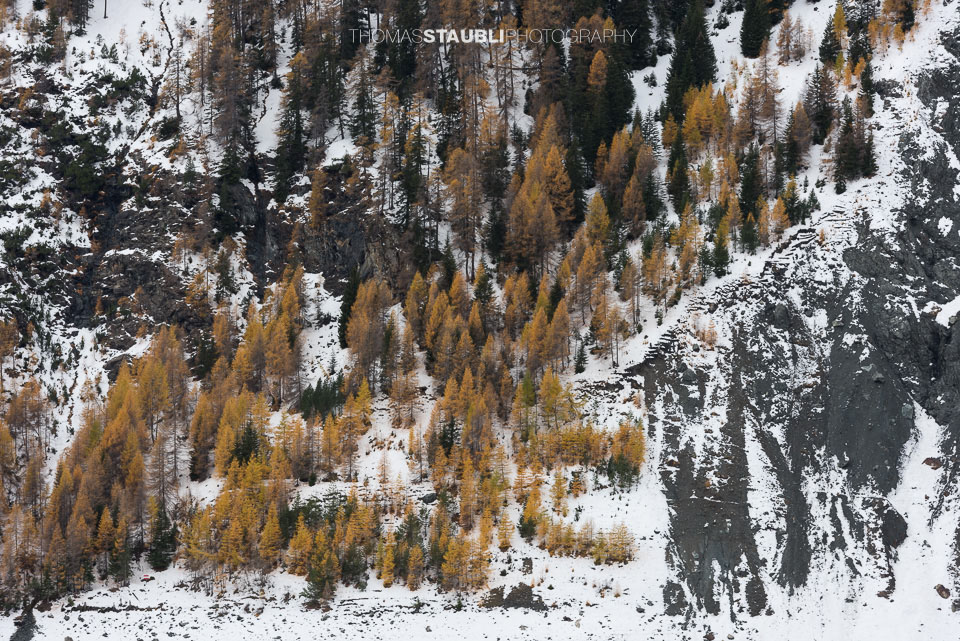 herbstliche Lärchen in verschneiter Felslandschaft