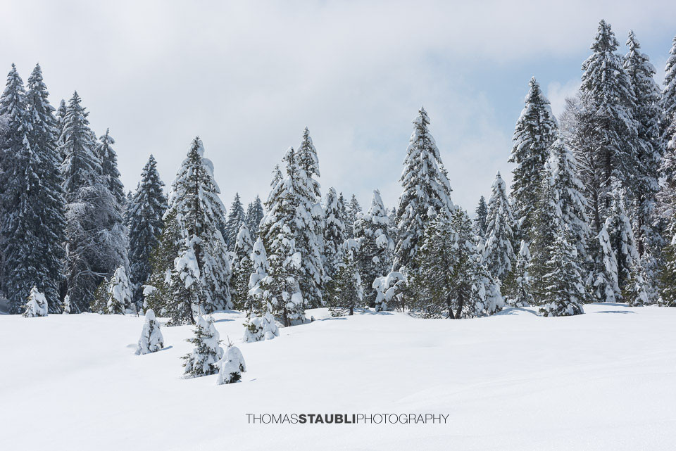 Winterlandschaft auf der Schwägalp