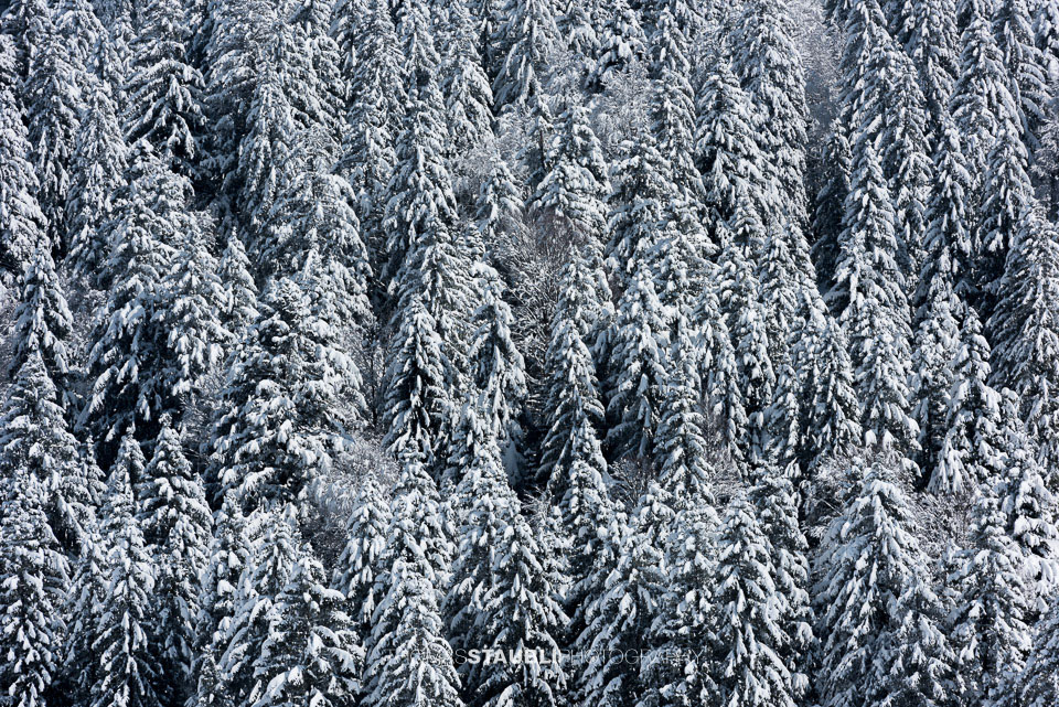 verschneiter Tannenwald