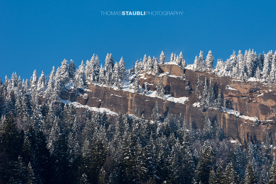 verschneite Felswand mit Tannen
