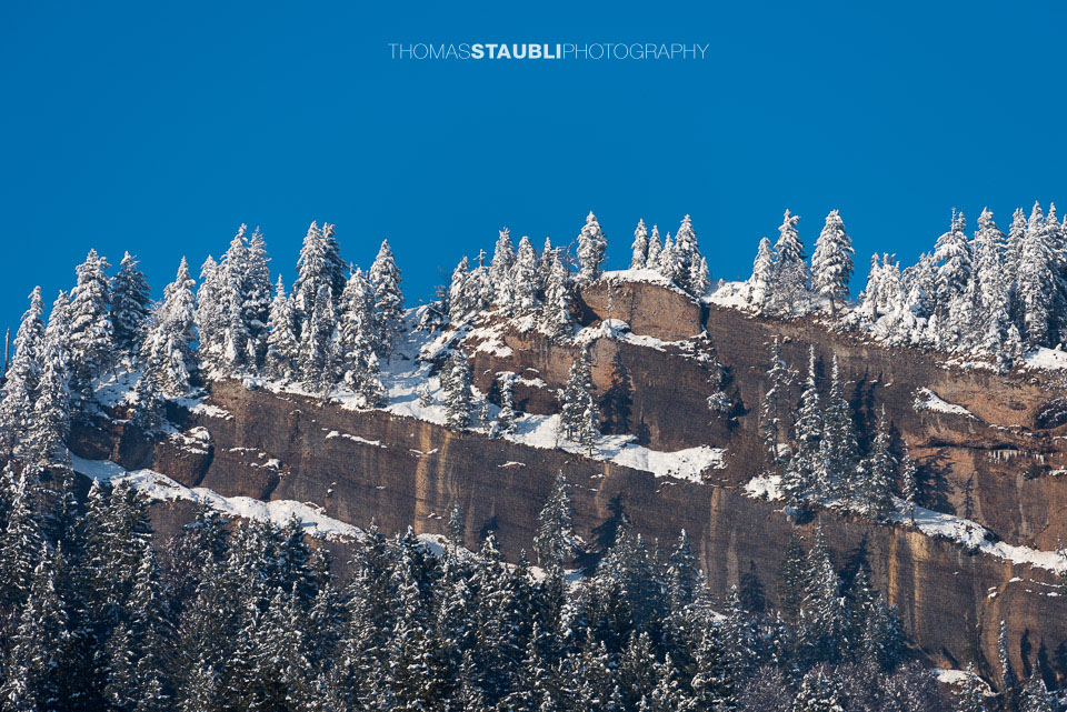 verschneite Felswand mit Tannen