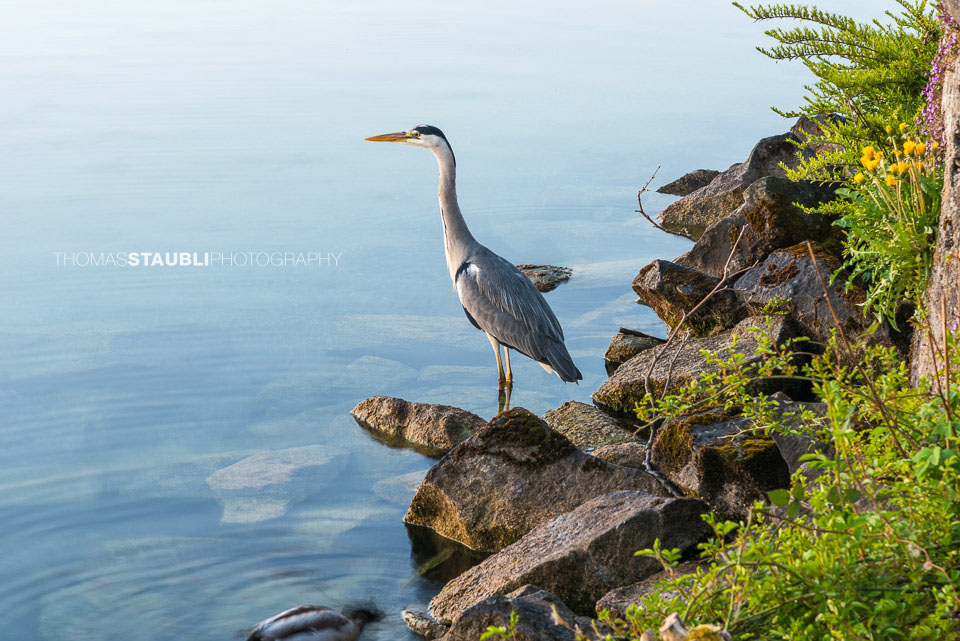 Fischreiher auf der Lauer