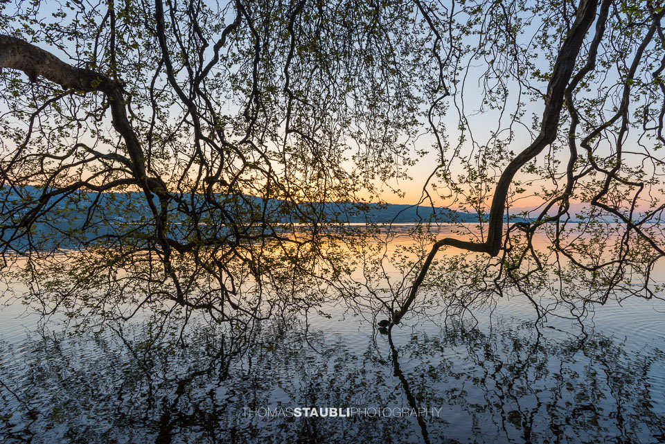 Morgendämmerung über dem Zürichsee