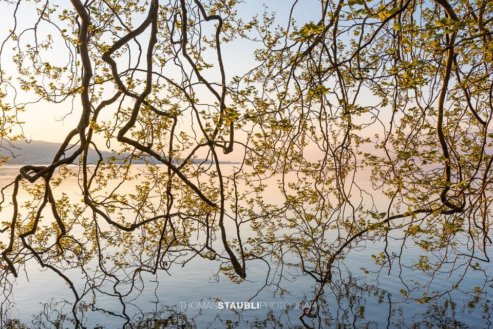 erste Blätter an Ästen im Frühling