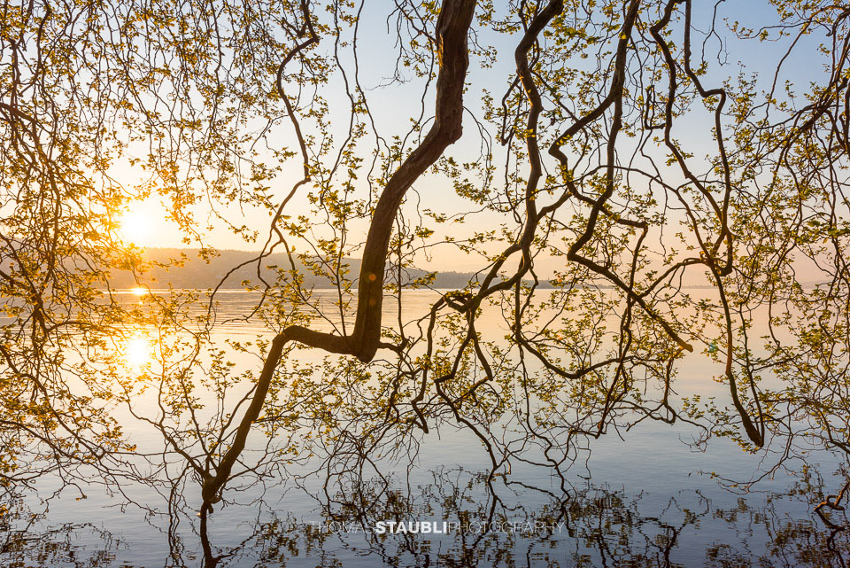 Sonnenaufgang über dem Zürichsee