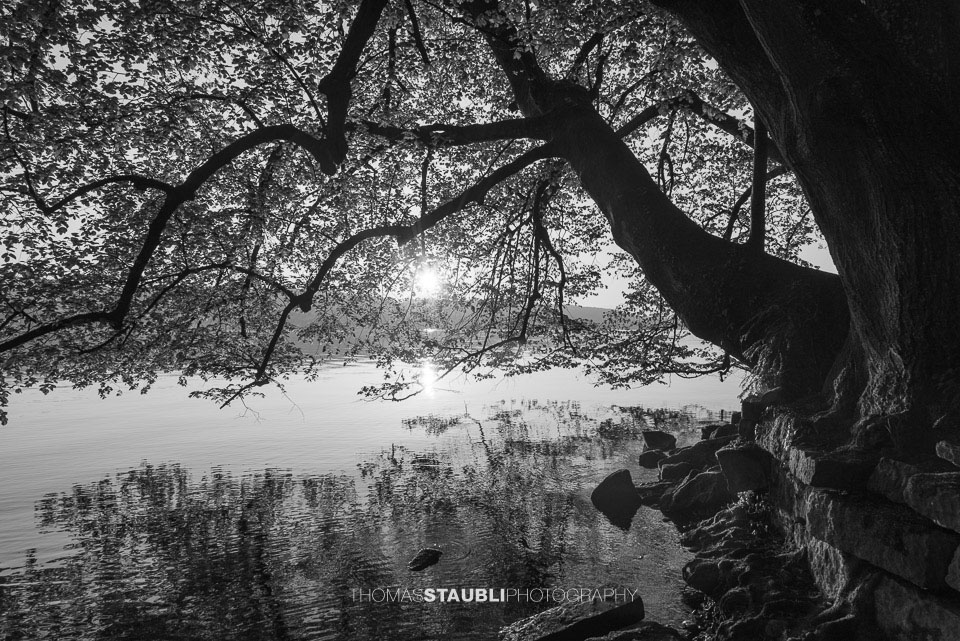 Sonnenaufgang über dem Zürichsee