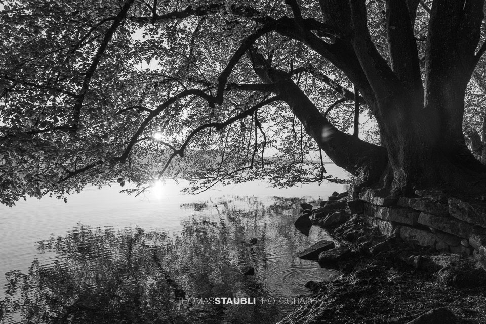 Sonnenaufgang über dem Zürichsee