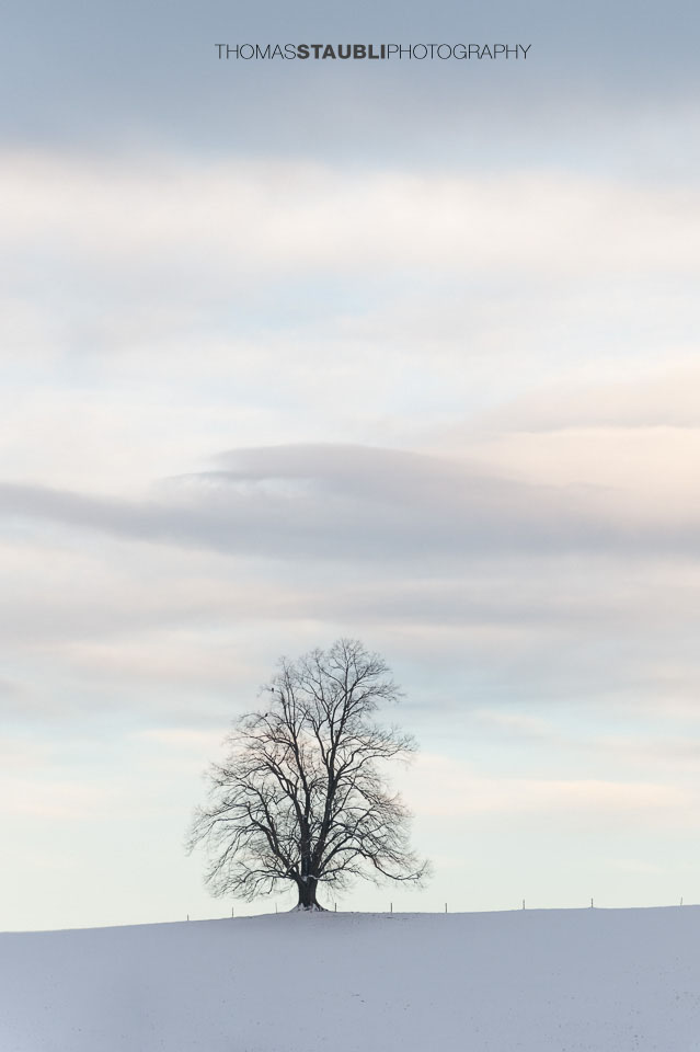 Linde auf den Hügeln der Region Hirzel