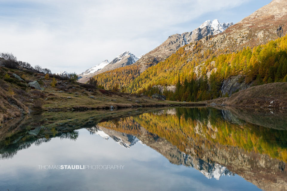 goldgelbe Lärchen und verschneite Berge im Lötschental