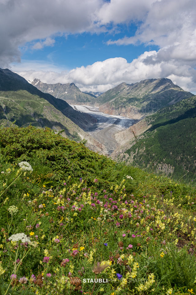 Blick auf den Grossen Aletschgletscher