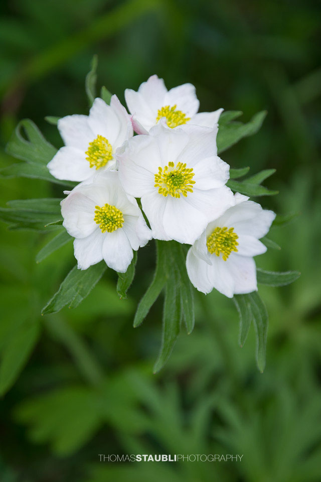 Narzissen-Windröschen