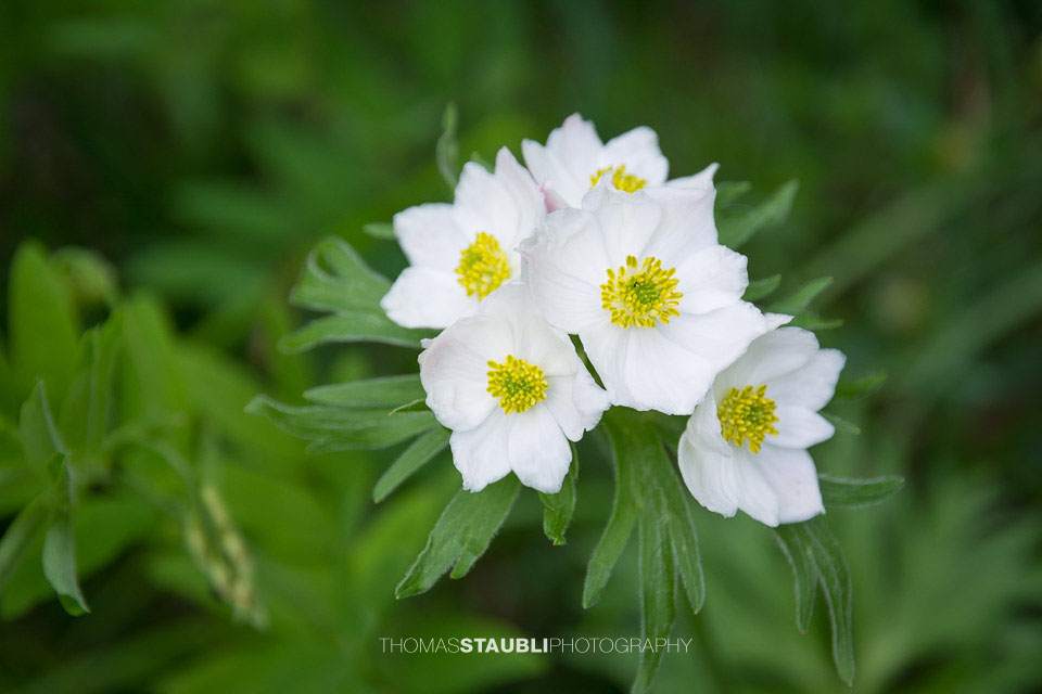 Narzissen-Windröschen