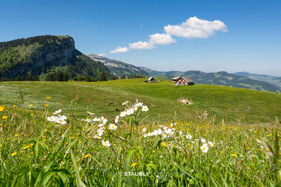 Bergfrühling im Alpstein