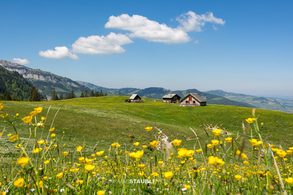 Bergfrühling im Alpstein