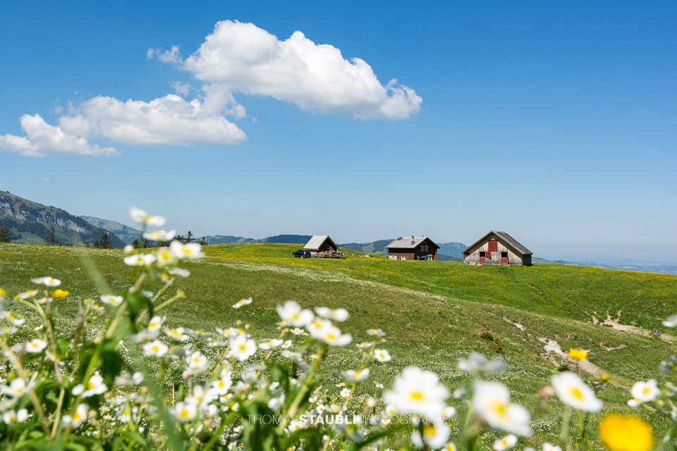 Bergfrühling im Alpstein