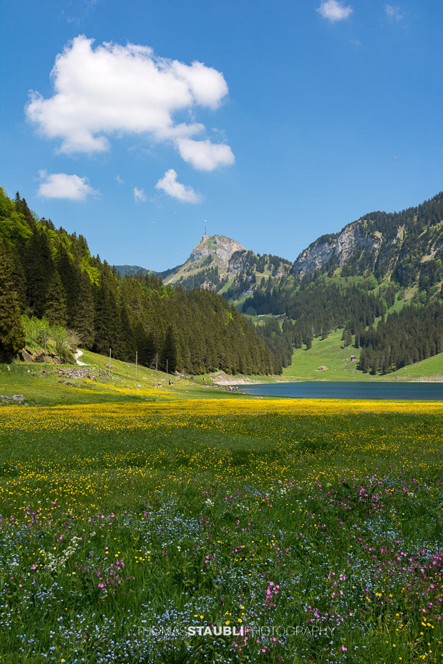 Blumenwiese am Sämtisersee