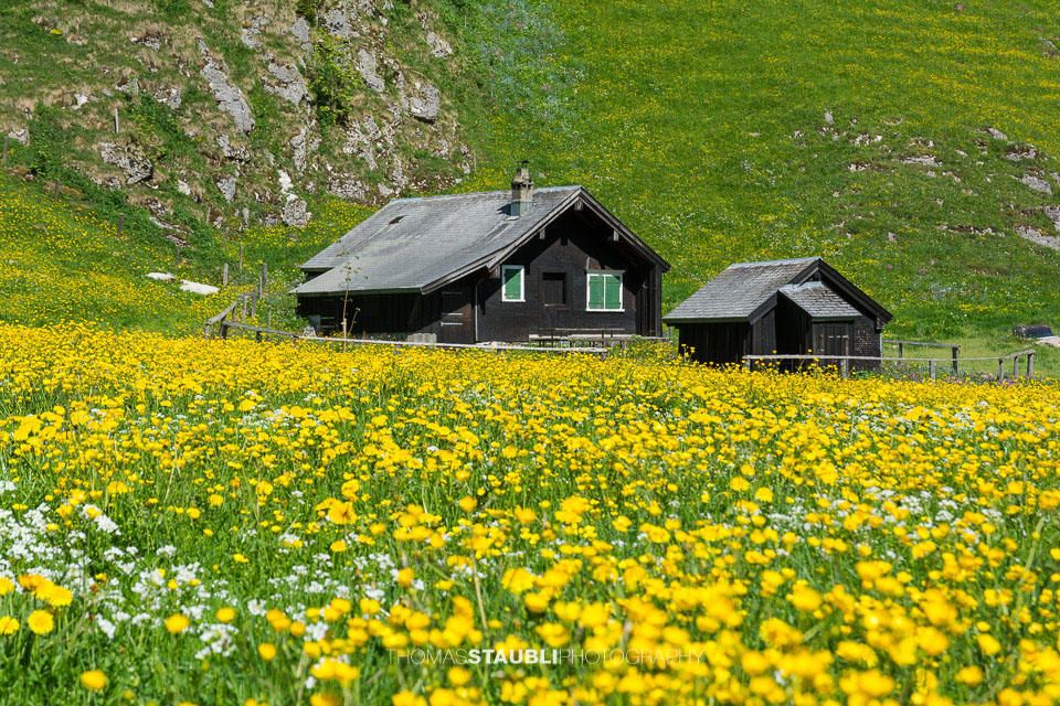 Berghütte inmitten von einer Löwenzahnwiese