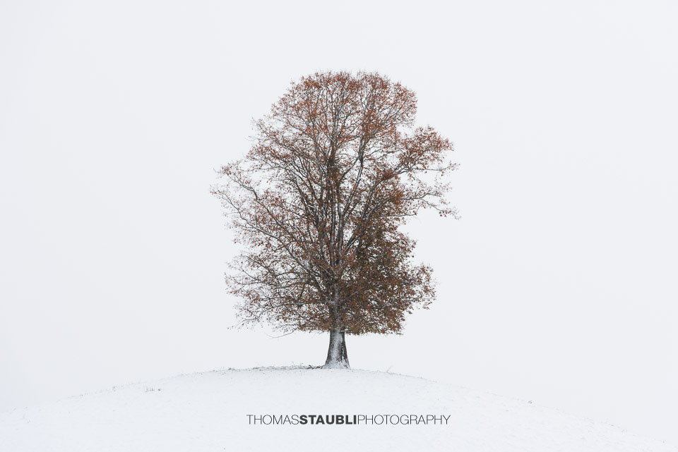 Lindenbaum auf verschneitem Hügel