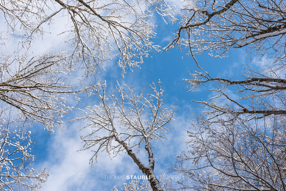 verschneite Baumkronen