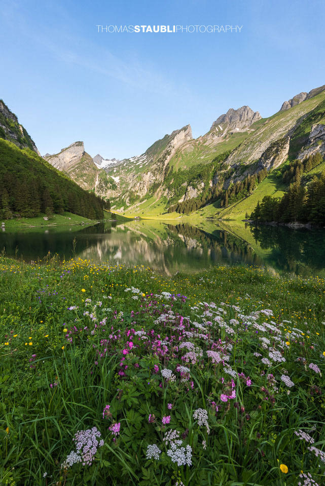 Frühling auf der Seealp
