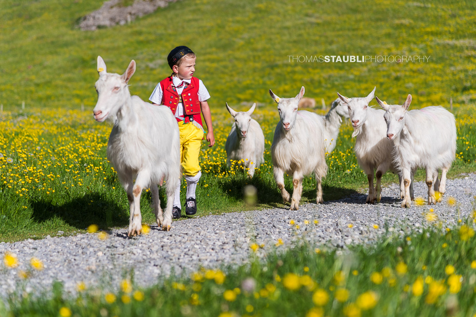 Alpaufzug zur Seealp