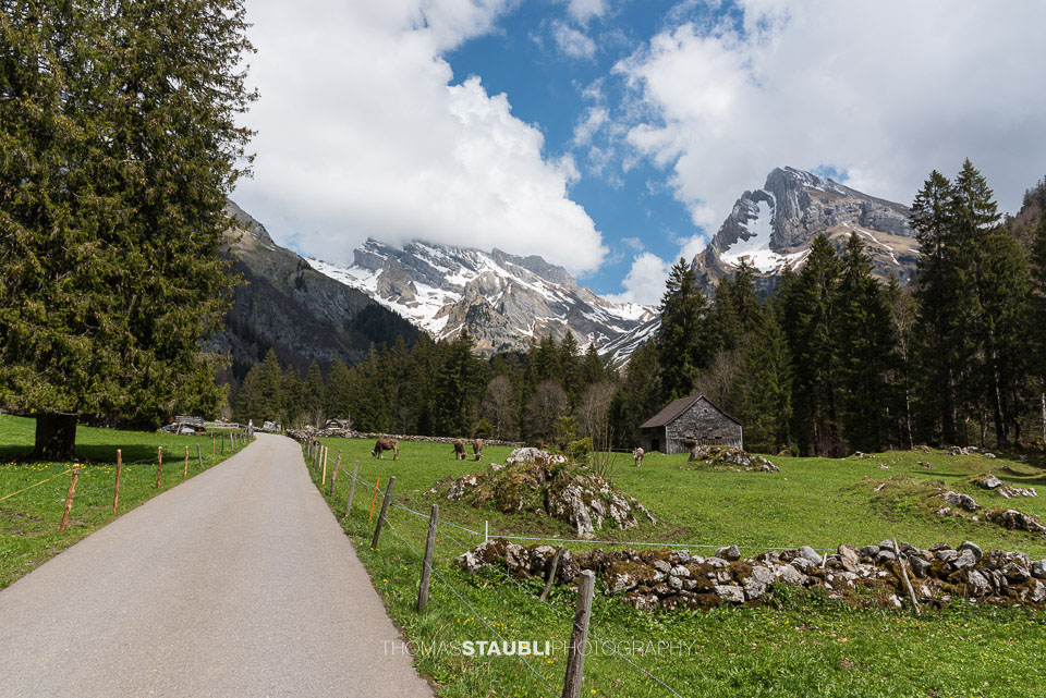 Blick zum Wildhauser Schafberg
