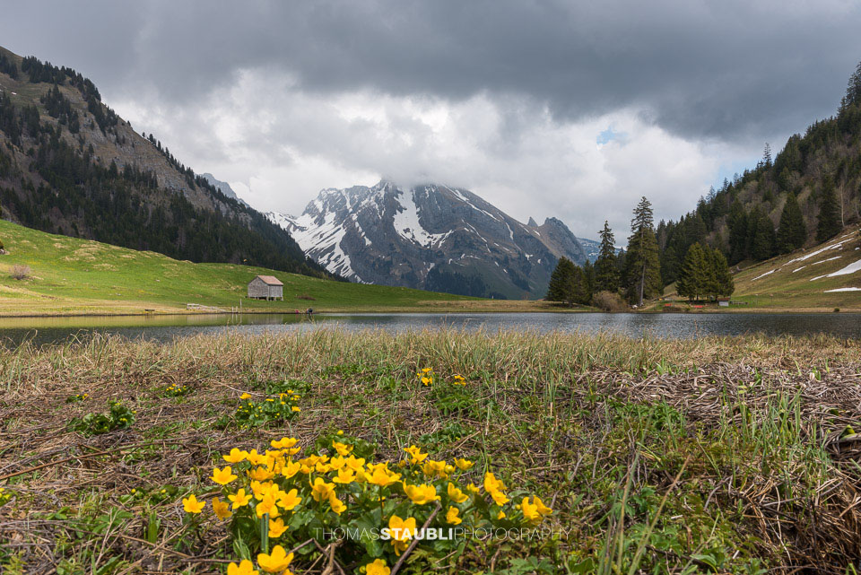 Sumpfdotterblumen am Gräppelensee