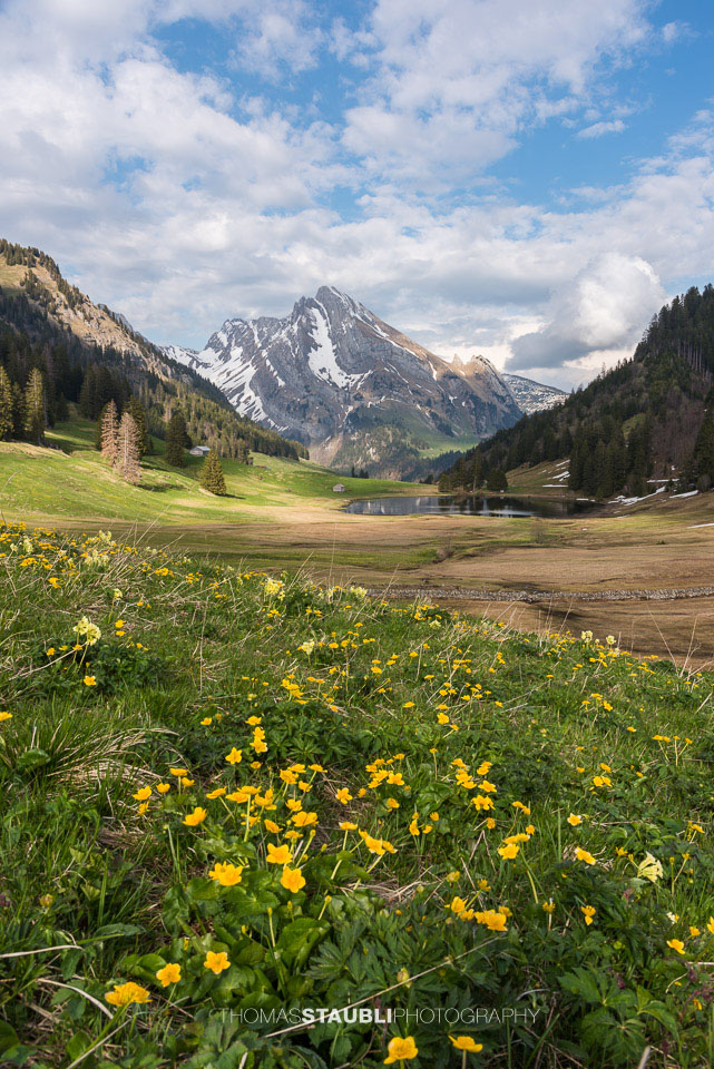 Sumpfdotterblumen und Schlüsselblumen am Gräppelensee