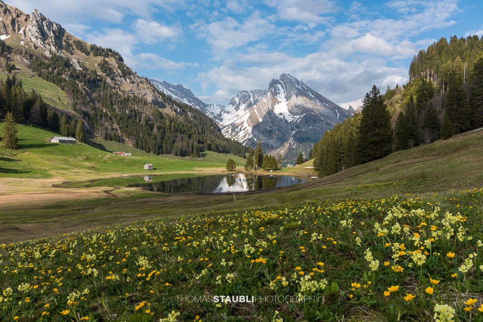 Sumpfdotterblumen und Schlüsselblumen am Gräppelensee
