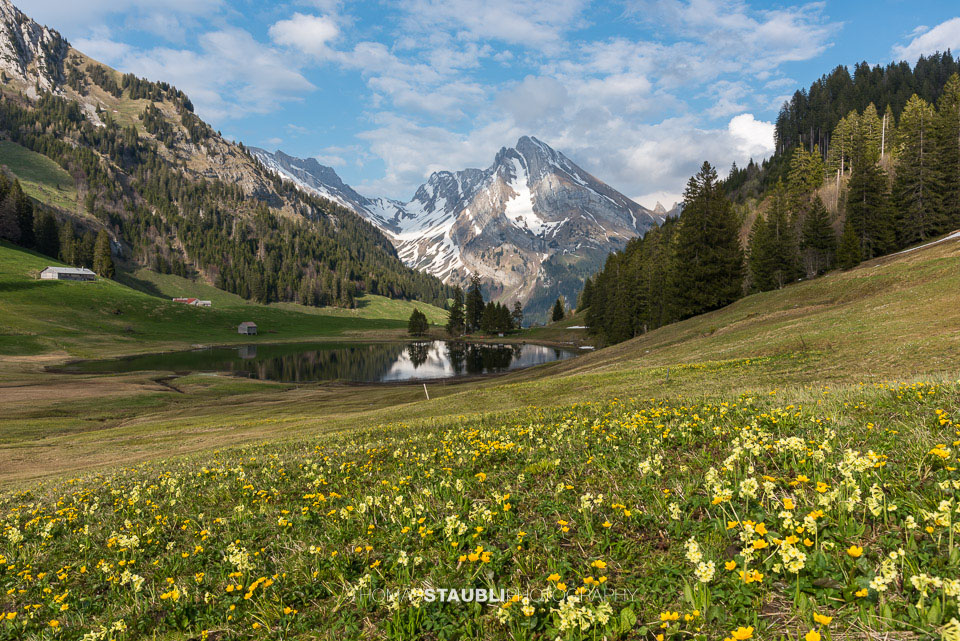 Sumpfdotterblumen und Schlüsselblumen am Gräppelensee