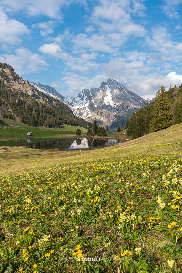 Sumpfdotterblumen und Schlüsselblumen am Gräppelensee