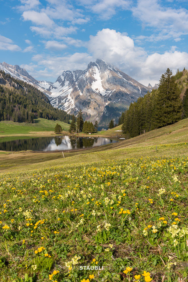 Sumpfdotterblumen und Schlüsselblumen am Gräppelensee