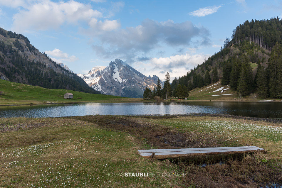 Krokusse am Gräppelensee
