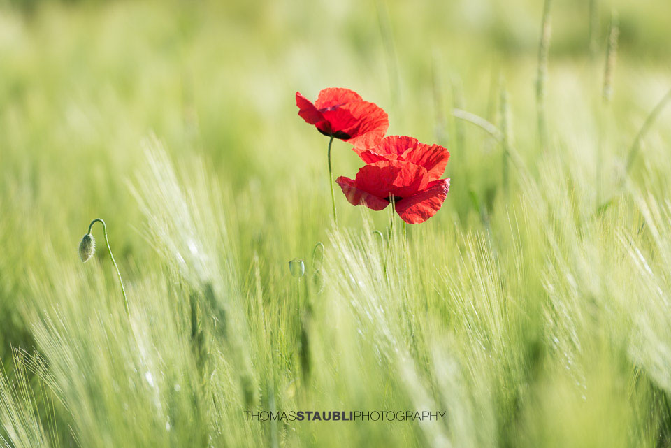 Mohnblumen im Kornfeld