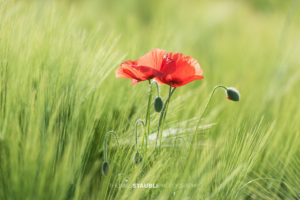 Mohnblumen im Kornfeld