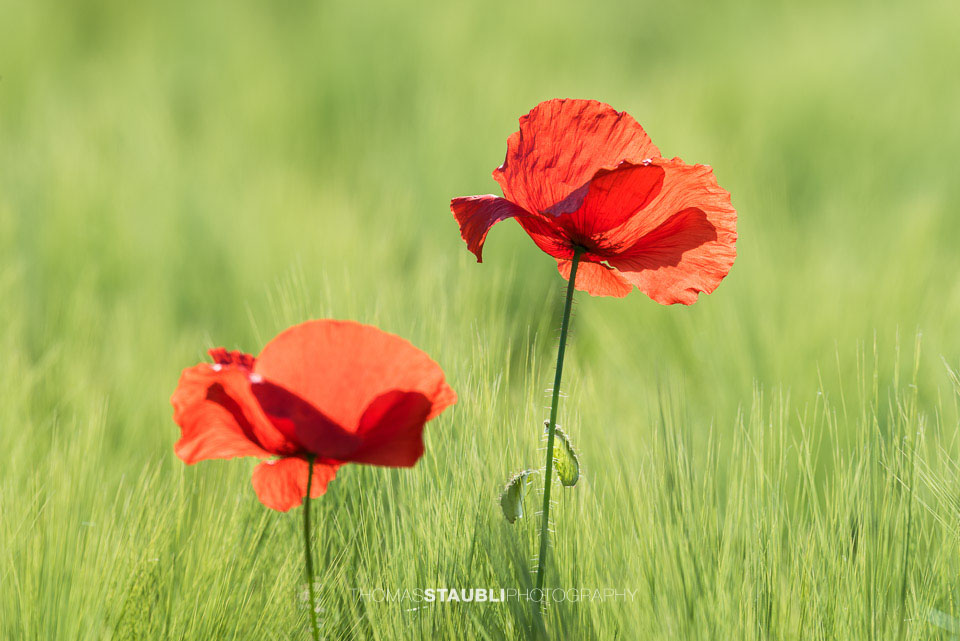 Mohnblumen im Kornfeld