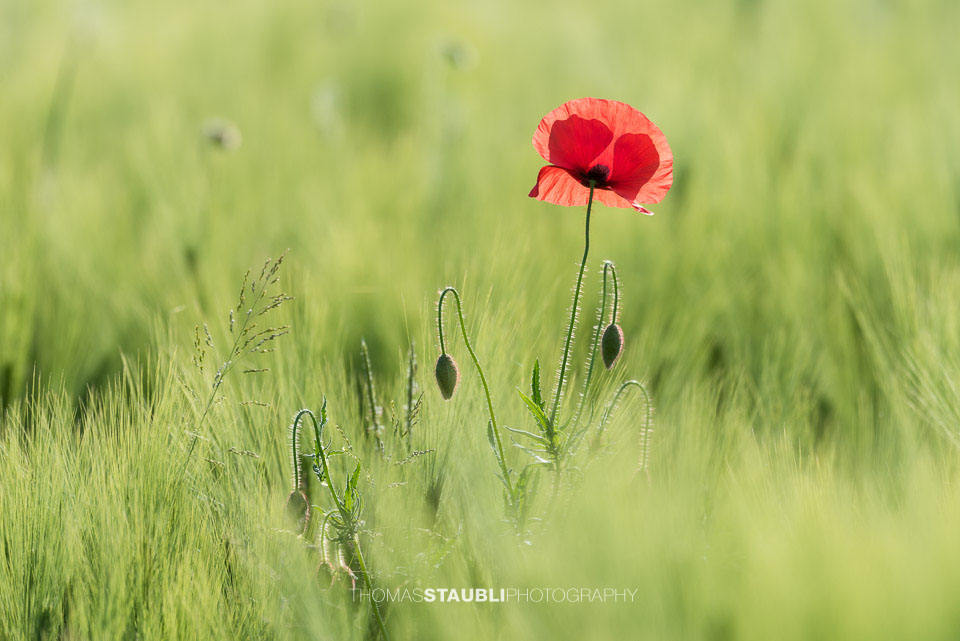 Mohnblumen im Kornfeld