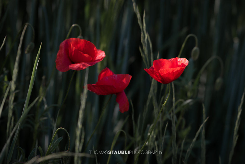 Mohnblumen im Kornfeld
