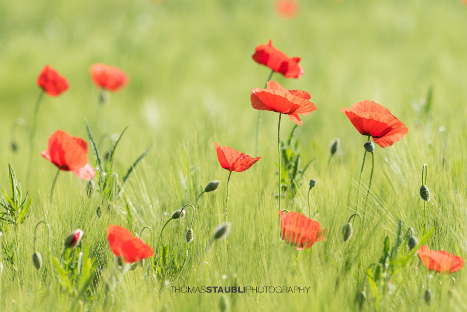 Mohnblumen im Kornfeld