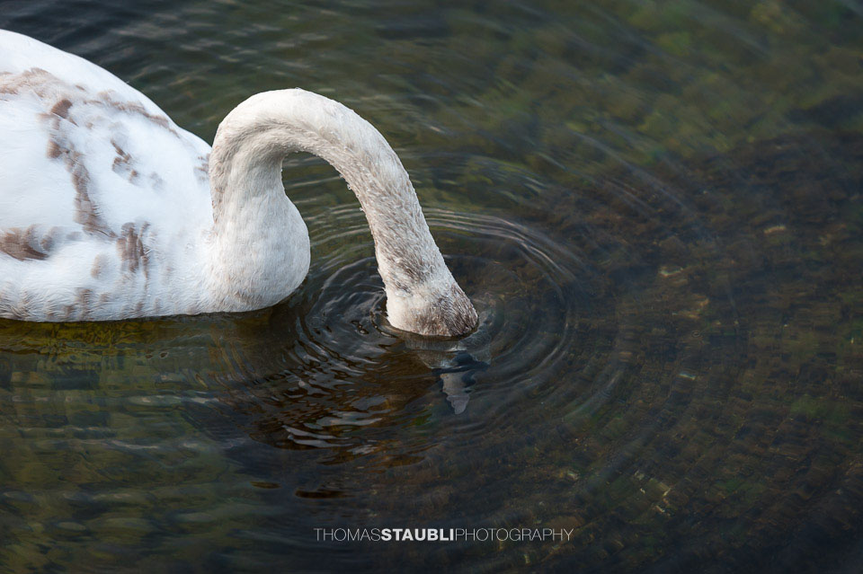 Jungschwan auf Futtersuche