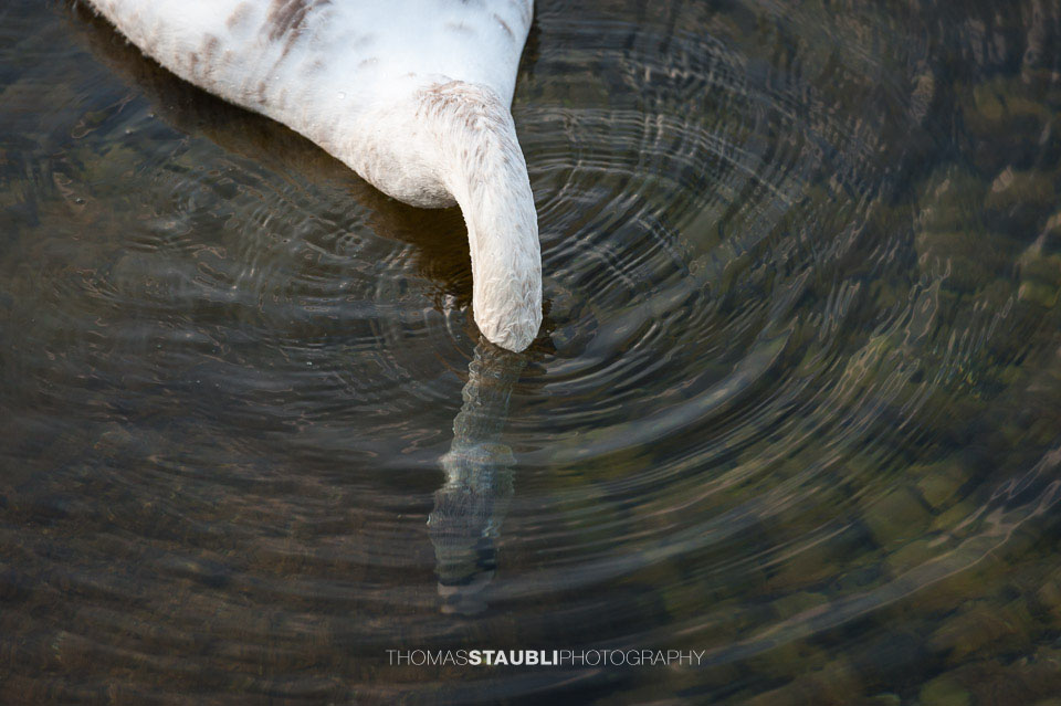 Jungschwan mit Kopf unter Wasser
