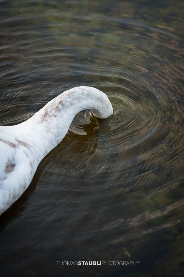 Jungschwan mit Kopf unter Wasser