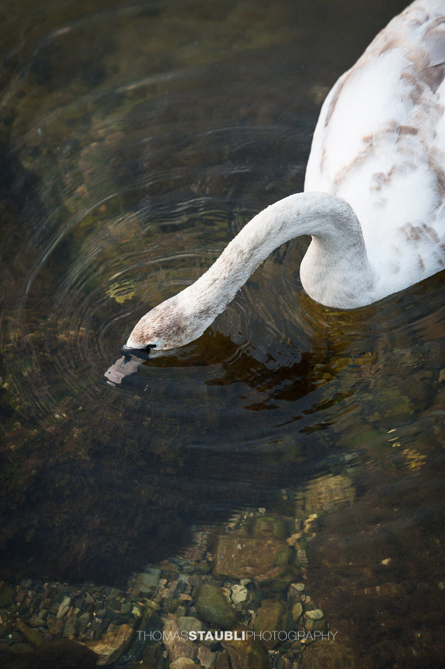 Jungschwan auf Futtersuche