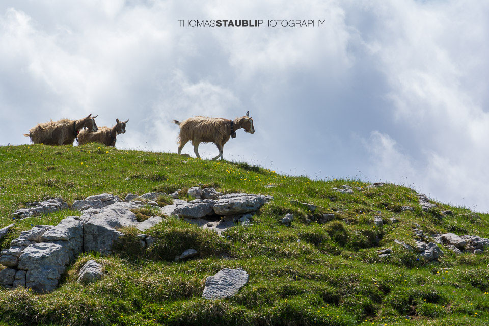 Geissen auf dem Chreialpfirst