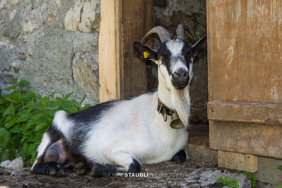 Geiss im Schatten